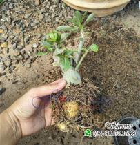 Mudas de cruzamentos entre flores exóticas para cultivo e florir