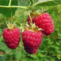 Mudas De Framboesa Européia( Rubus idaeus ) muda clonada de estaca Mudas De Framboesa Européia( Rubus idaeus ) muda clonada de estaca