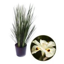 Mudas De Moreia Flor Branca 40cm 35 Unidades