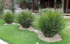 Mudas De Moreia Flor Branca 60cm 50 Unid - AZUL VERDE GARDEN Mudas De Moreia Flor Branca 60cm 50 Unid - AZUL VERDE GARDEN