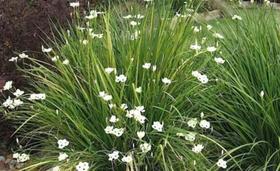 Mudas DE Moreias flor branca 10 und