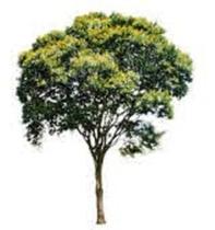 Mudas De Pau-ferro - Kit Com 2 Mudas. Prontas Para O Plantio