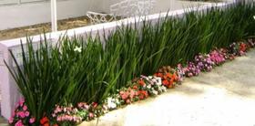mudinhas de moreias flor branca 40 cm - 30 unidades