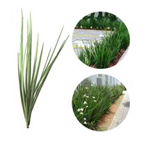 mudinhas de moreias flor branca 40 cm - 30 unidades