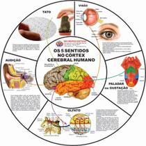 Mural Os 5 Sentidos no Córtex Cerebral Humano - COM SUPORTE Mural Os 5 Sentidos no Córtex Cerebral Humano - COM SUPORTE