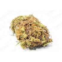 Musgo Dourado Pc 2 Lts Para Orquideas e Decoração Substrato