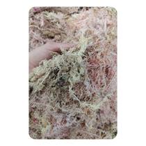 Musgo Esfagno 50 Litros Musgo de Sphagnum para orquídeas carnívoras arranjos terrário plantas