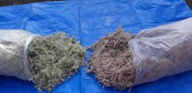 Musgo esfagno , para cultivar orquídeas 2kg