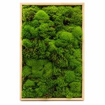 Musgo Fofão Premium para Terrários, Kokedamas e Decoração Natural Musgo Fofão Premium para Terrários, Kokedamas e Decoração Natural