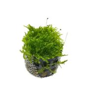 Musgo Nambei Moss Para Aquário Plantado Chácara Takeyoshi