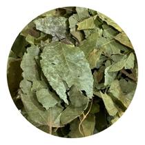 Mutamba Folha 1kg (Erva Desidratada)