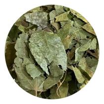 Mutamba Folha 500g (Erva Desidratada) Mutamba Folha 500g (Erva Desidratada)