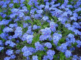 Myosotis Indigo Azul - 200mg de Sementes Myosotis Indigo Azul - 200mg de Sementes