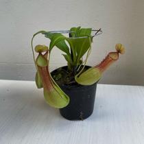 Nepenthes planta carnívora