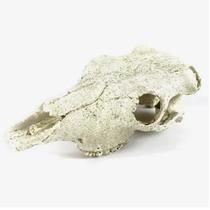 Nomoypet ns-74 cranio boi 21x7cm