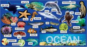Oceans plants & animals mini bulletin board