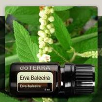 Óleo Essencial de Erva Baleeira 5ml do Terra Óleo Essencial de Erva Baleeira 5ml do Terra