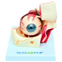 Olho em órbita em 10 partes Olho em órbita em 10 partes