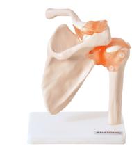 Ombro com Articulação Modelo Anatômico - TGD-0160-C