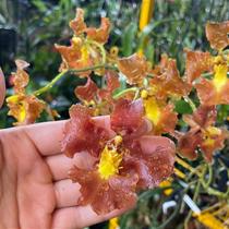 Oncidium crispum Oncidium crispum