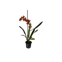 Oncidium hawaiwan cores variados sem flor Oncidium hawaiwan cores variados sem flor