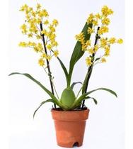 Oncidium Twinkle Amarela Orquídia - Orquiflora
