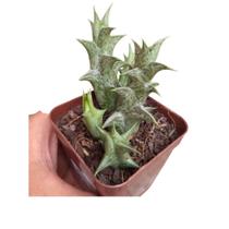 ORBEA SCHWEINFURTHII pote 10 ORBEA SCHWEINFURTHII pote 10