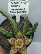 Orbea Stapelia Variegata Flor Tigre Suculenta Top De Linha - Ta na Mão