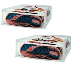 Organizador de Rasteirinhas Transparente e Branco 10 Nichos 2Unid