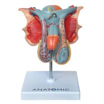 Órgão Genital Masculino Divido em 5 Partes, Anatomia