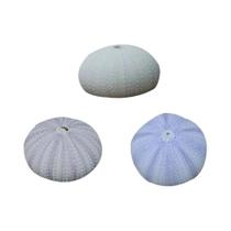 Ornamento do Shell do Ouriço do Mar do Desktop, Suporte pequeno do plantio, 3 pcs