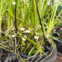 Ornitophora radicans (gomesa radicans)
