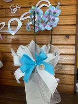 Orquídea 2 ástreas encaxepo azul