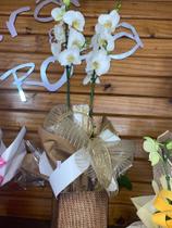 Orquídea 2 ástreas encaxepo