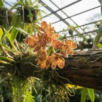 Orquídea Acampe Ochracea - Planta Epífita Nativa da Ásia Orquídea Acampe Ochracea - Planta Epífita Nativa da Ásia