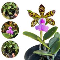 Orquídea Adulta '' Cattleya Aclandiae '' - Aroma E Beleza - DoceL@r