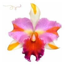 Orquídea Adulta Cattleya Amazing Thailand - Linda Orquídea Adulta Cattleya Amazing Thailand - Linda