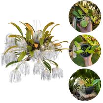 Orquídea Adulta Exótica '' Bulbophyllum Medusa Medusae ''