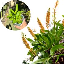 Orquídea Adulta Exótica Liparis Grossa Planta Inteira Orquídea Adulta Exótica Liparis Grossa Planta Inteira