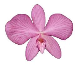 Orquidea Adulta Sophronitis Wittigiana Orquidea Adulta Sophronitis Wittigiana