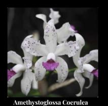 Orquídea Amethystoglossa Coerulea (3171) - Fabricação própria