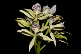 Orquídea Anacheilium cachoense