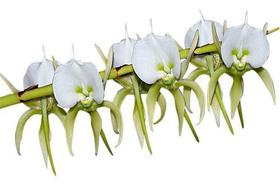 Orquídea Angraecum Eburneum Planta Adulta