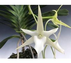 Orquídea Angraecum Sesquipedale - Adulta Orquídea Angraecum Sesquipedale - Adulta