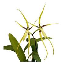 Orquídea Aranha Brassia Planta Adulta Exótica - Orquiflora