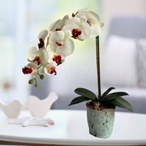 Orquídea Artificial 3D Toque Real 110cm Branca Luxo Silicone Decorativa Para Vaso