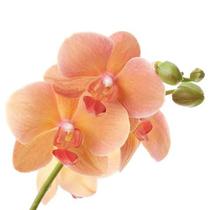 Orquídea artificial laranja pêssego 89 cm