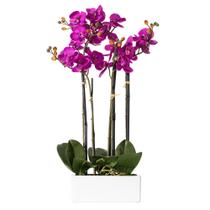Orquídea Artificial Morada Vickerman Everyday 21" con Maceta de Cerámica Orquídea Artificial Morada Vickerman Everyday 21" con Maceta de Cerámica
