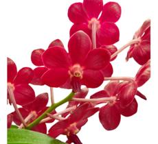 Orquídea Ascondenda