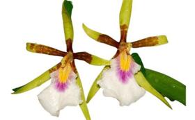 Orquídea Aspasia Silvana - orquidario DF